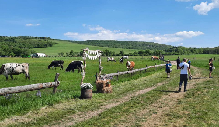 Stavanie mája  a podujatie Kravky na pašu s Farma Krnišov